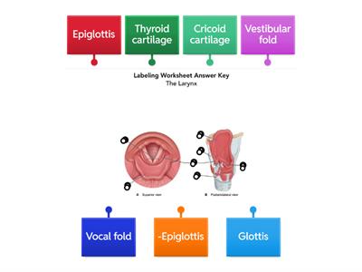 The Larynx