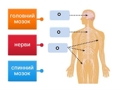 Нервова система людини 