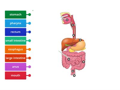 Digestive System