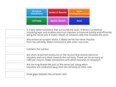 The function of the neuron structure 