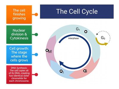 Cell Cycle