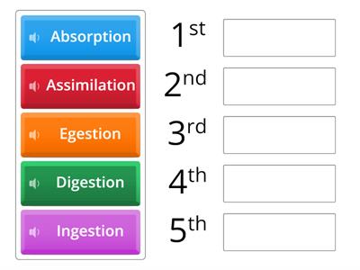 The processes of the digestive system.