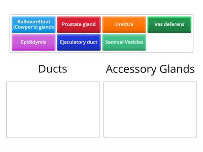 Medical Assisting 2: Reproductive System | Ducts vs. Accessory Glands