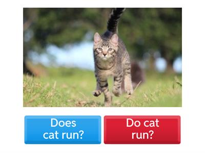 Present Simple do does 