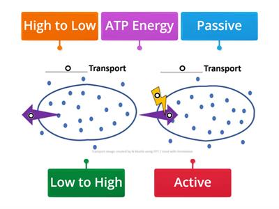 Cellular Transport Labeling