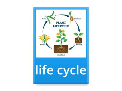 Life Cycles