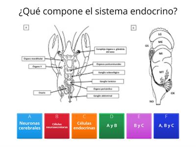 Sistema Endocrino: Crustáceos