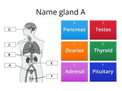 The Endocrine system