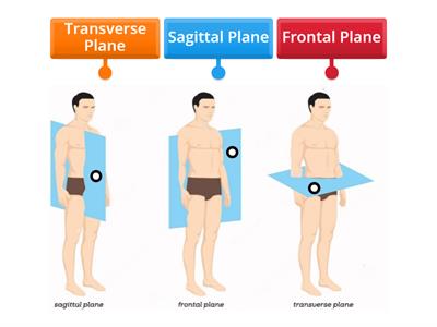 Label the Anatomical Planes