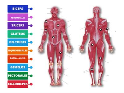 MUSCULOS DEL CUERPO HUMANO 