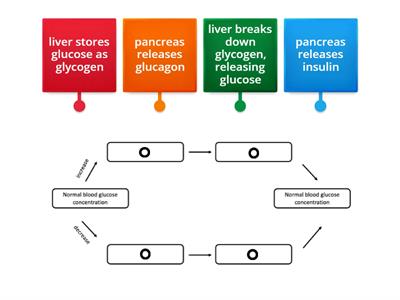 N5 Biology 2.2 blood glucose regulation