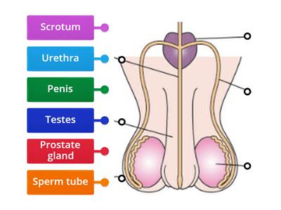 Male Reproductive System 