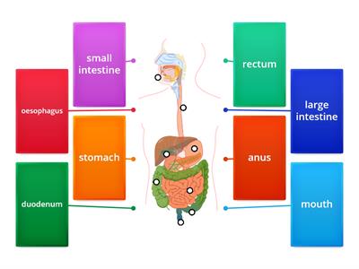 HUMAN DIGESTIVE SYSTEM