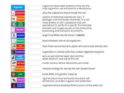 Cell Organelles