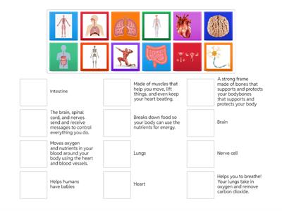 Body Systems and organs