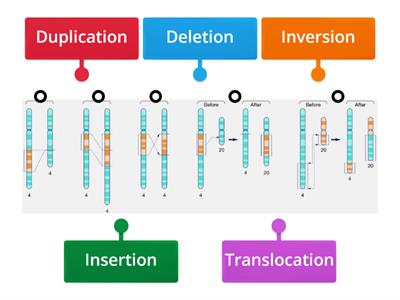 Genetic Mutations Labeling