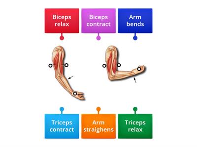 Muscle movement