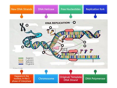 DNA Replikace