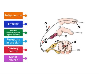 Reflex Arc