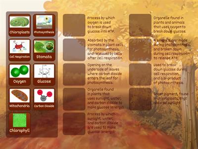 Photosynthesis & Cell Respiration Vocab