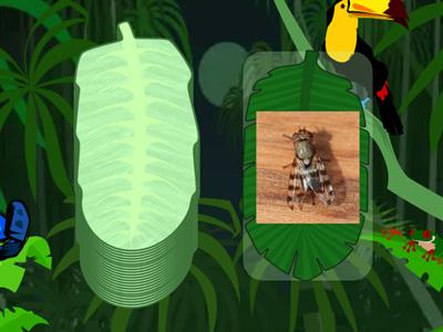 Animals gg1