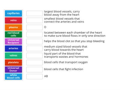 Circulatory System Match Up