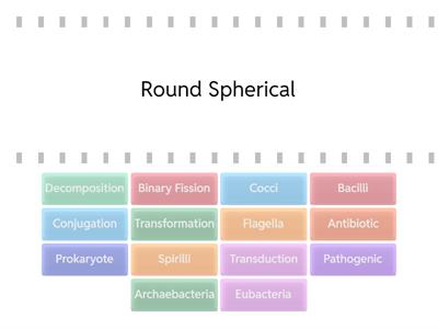 Prokaryotes/ Bacteria gbhsds