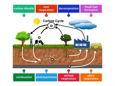 Carbon Cycle Diagram