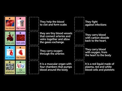 CIRCULATORY SYSTEM: What does blood do?