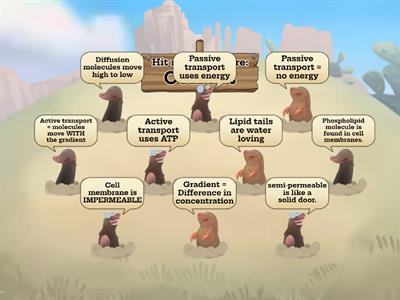 Vocab of Cell Membrane & Transport 