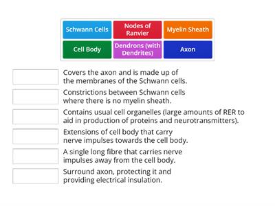 Neuron structures 