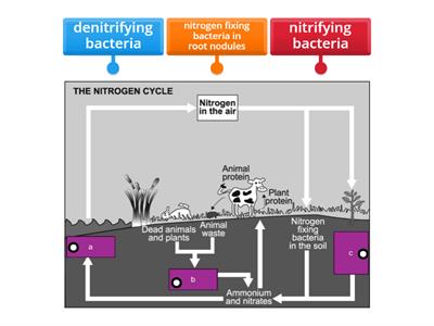 Nitrogen cycle