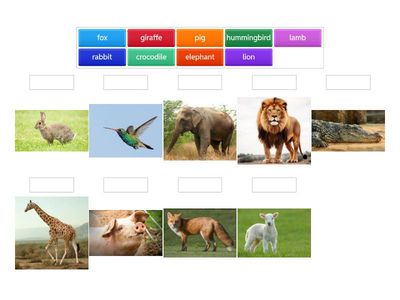vocabulary animals u2 LB