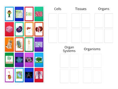 Levels of Organization Sort