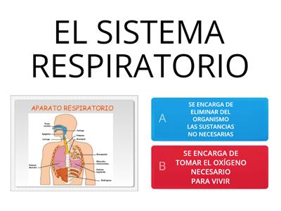 SISTEMAS DEL CUERPO HUMANO