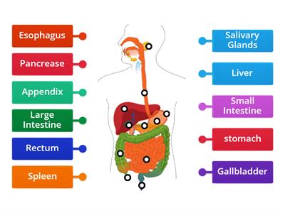 Digestive System