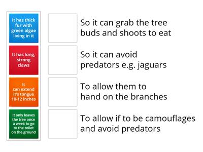 Y7 Animal Adaptation - Sloth