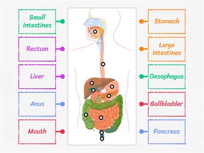 Label the Digestive System