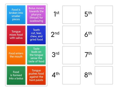 Mechanical Digestion of Food