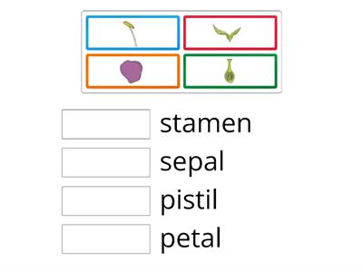 Parts of the flower