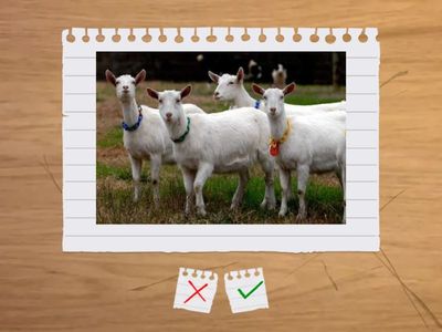 THERE ARE / THERE IS - ANIMALS - LWU 2