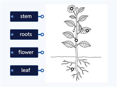 Parts of a Plant