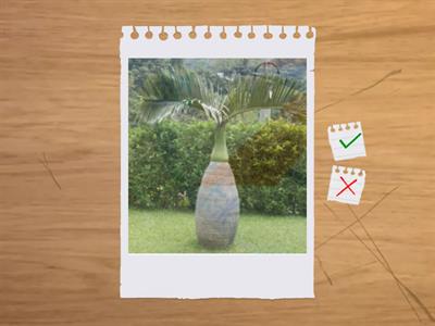 造園丙級識別圖卡