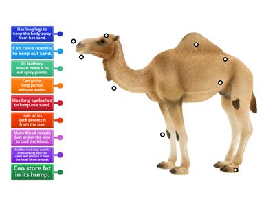 A camel's adaptation Year 6