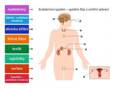 Př-9 HORMONÁLNÍ SOUSTAVA (orgány)