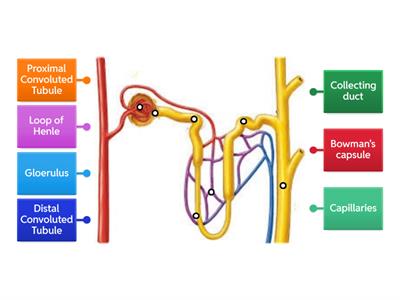 Nephron Activity