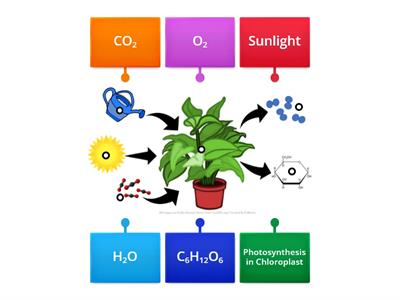 Photosynthesis Diagram