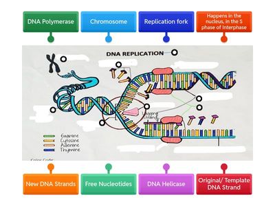 DNA Replication Level 2