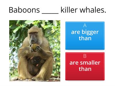 Animals - comparisons quiz