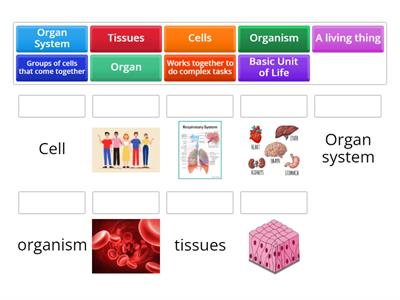 Levels of Organs. 